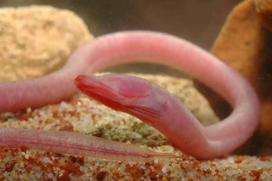 Hallan anguila ciega en cenote contaminado de Yucatán: alerta por especie en peligro de extinción